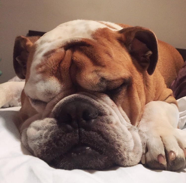 picture of chopper the dog sleeping